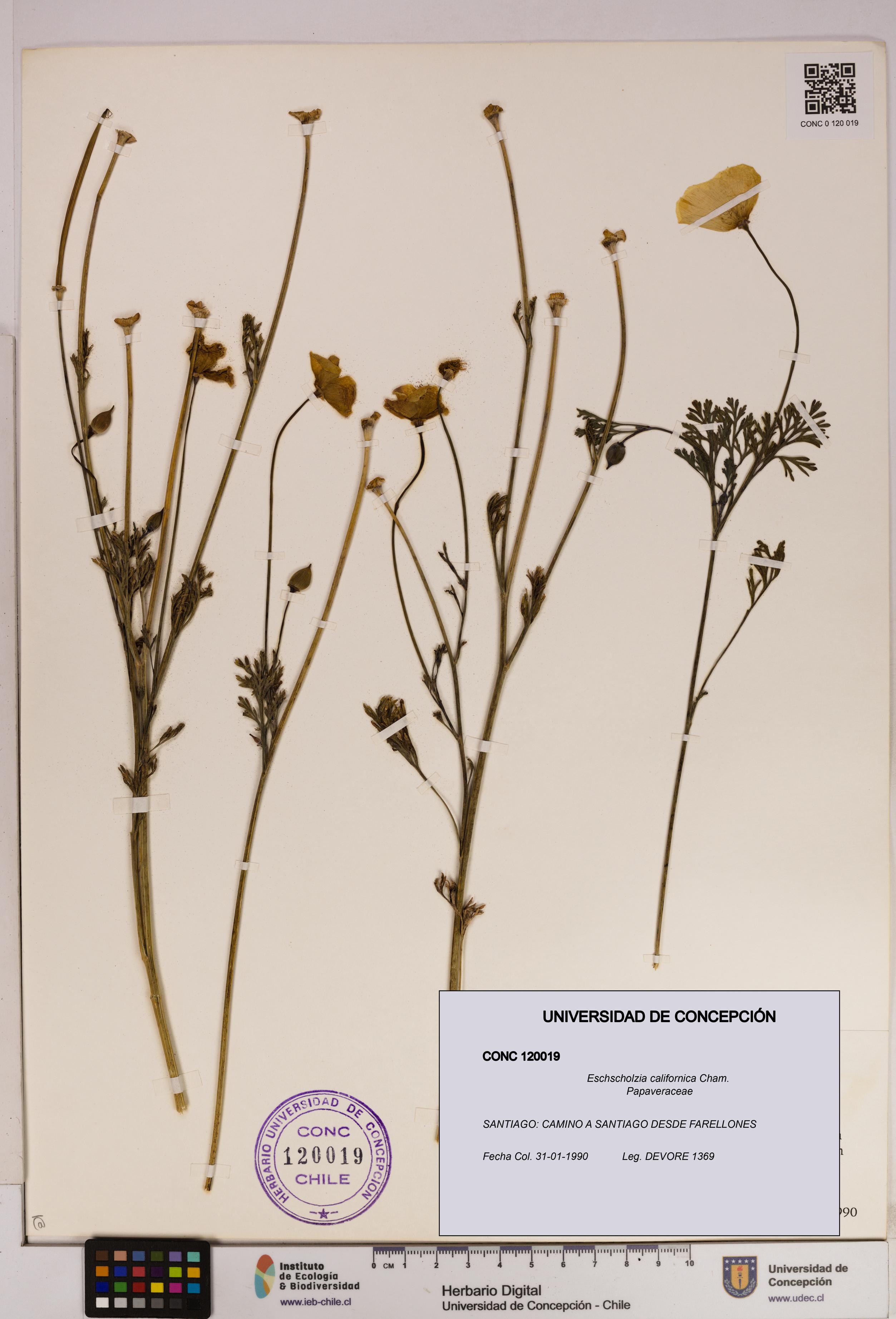 Eschscholzia californica [Espécimen: UDEC:CONC:0120019]