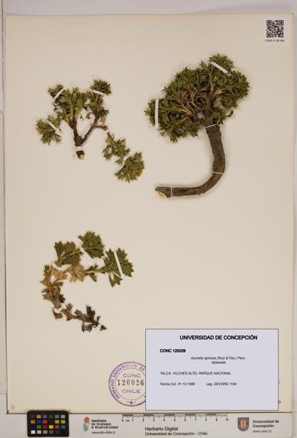 Azorella spinosa [Espécimen: ]