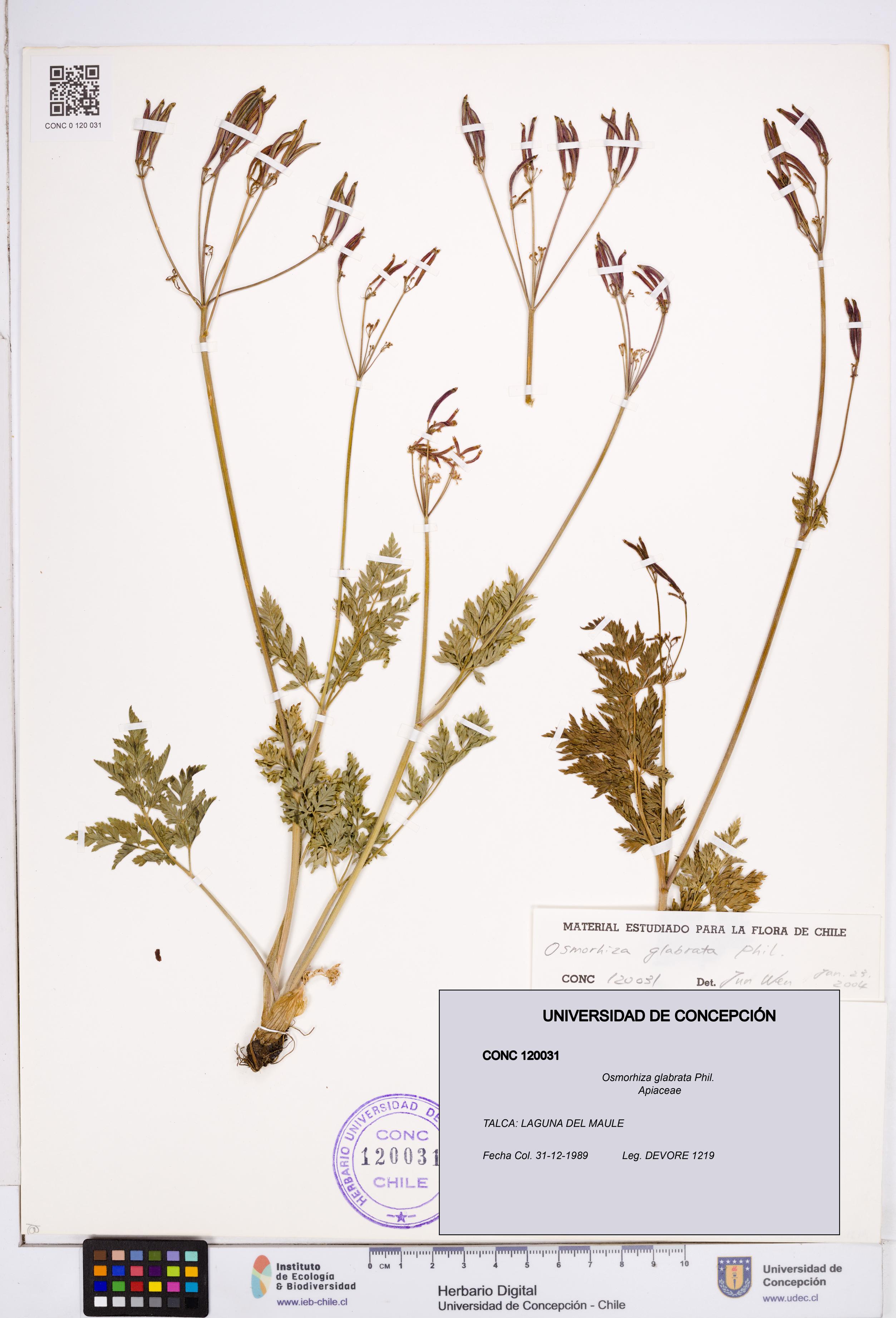 Osmorhiza glabrata [Espécimen: ]