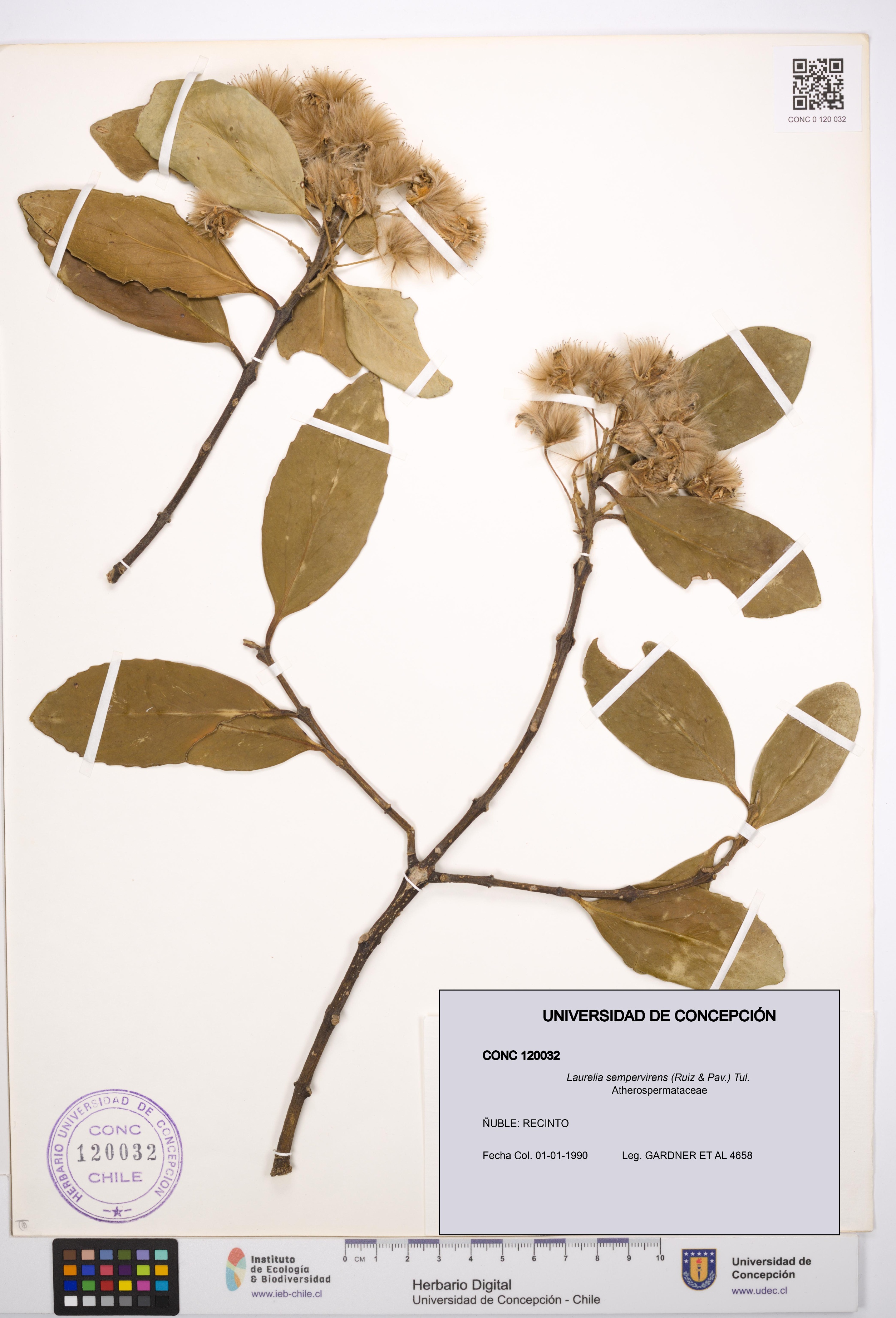 Laurelia sempervirens [Espécimen: UDEC:CONC:0120032]