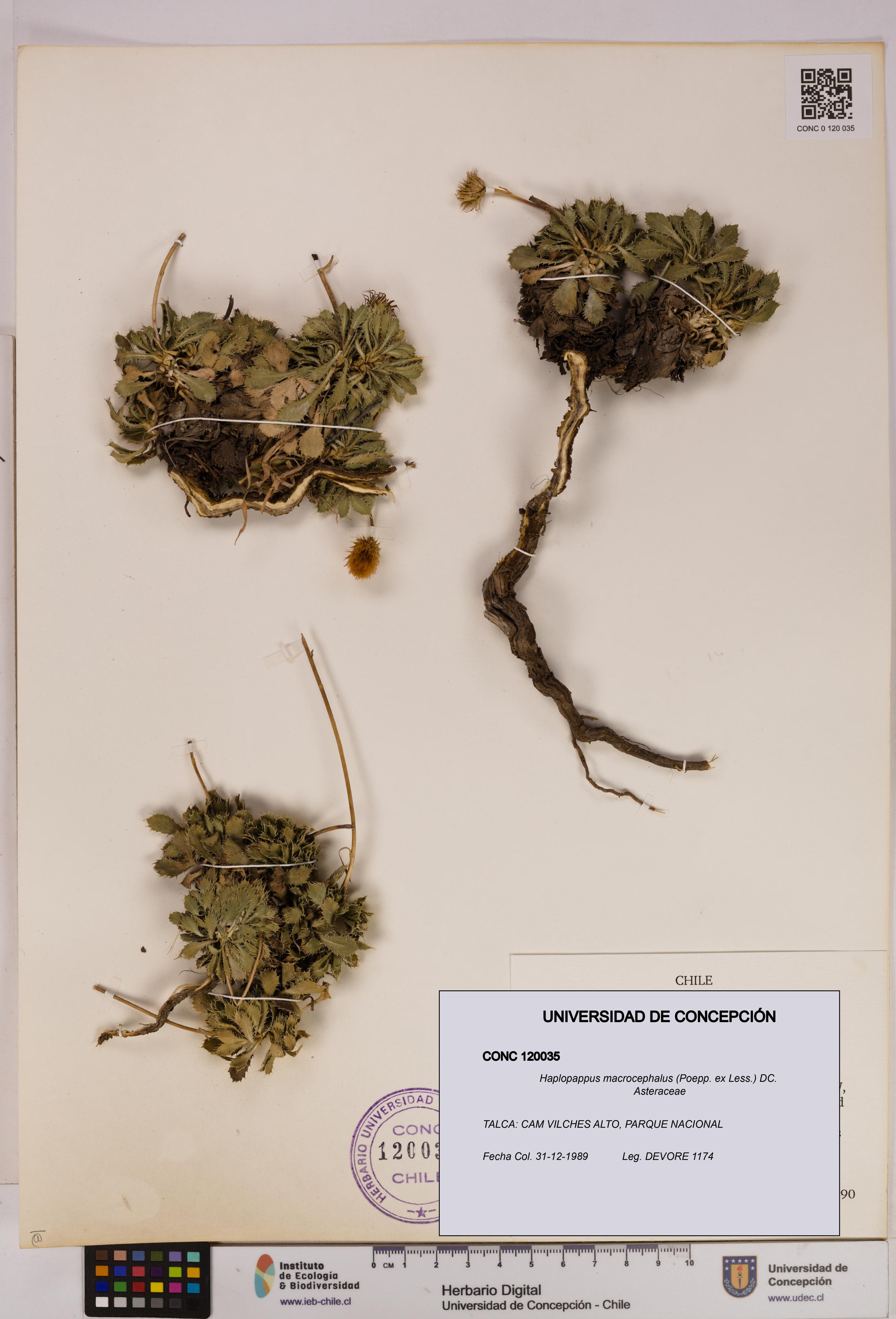 Haplopappus macrocephalus [Espécimen: UDEC:CONC:0120035]