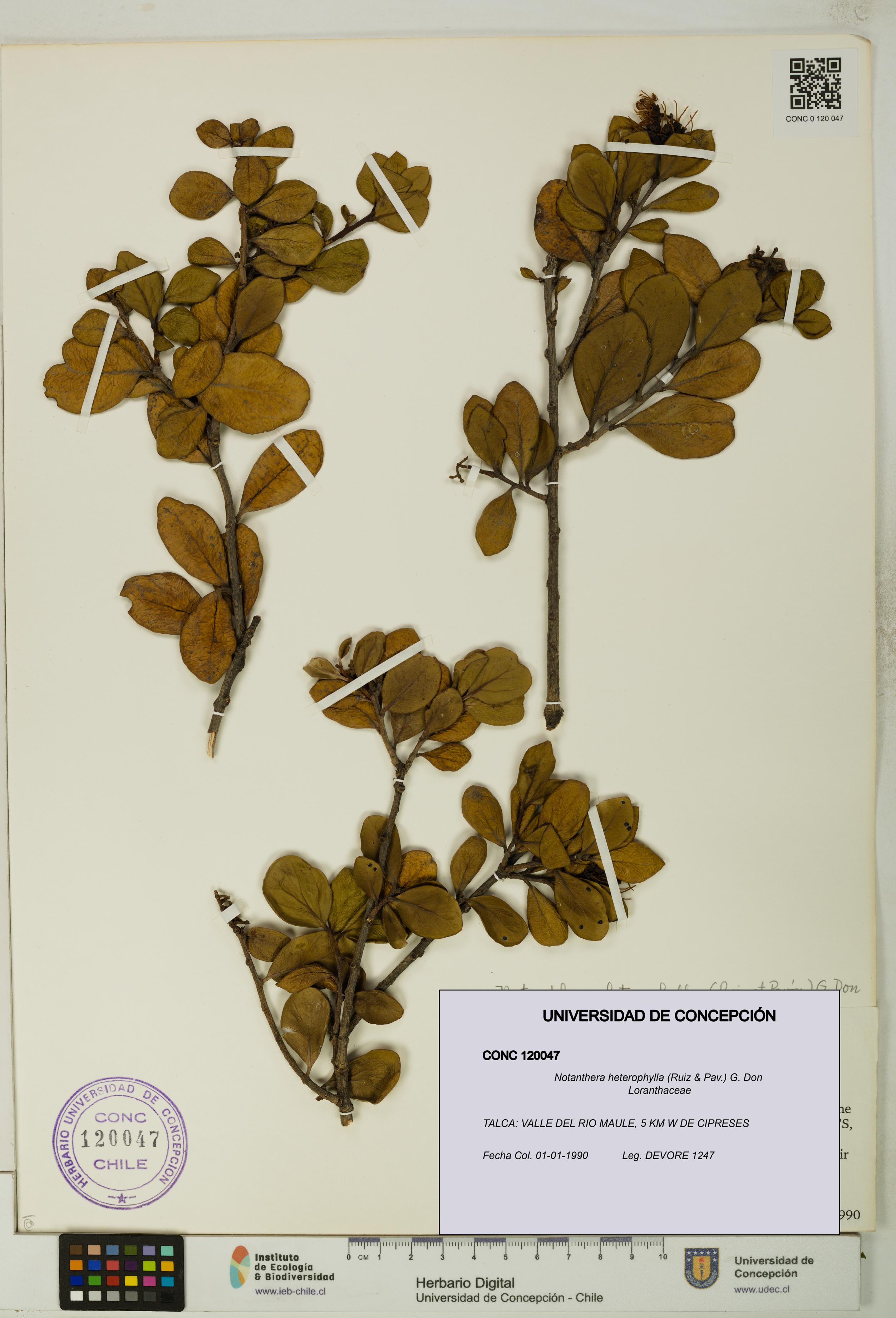 Notanthera heterophylla [Espécimen: UDEC:CONC:0120047]