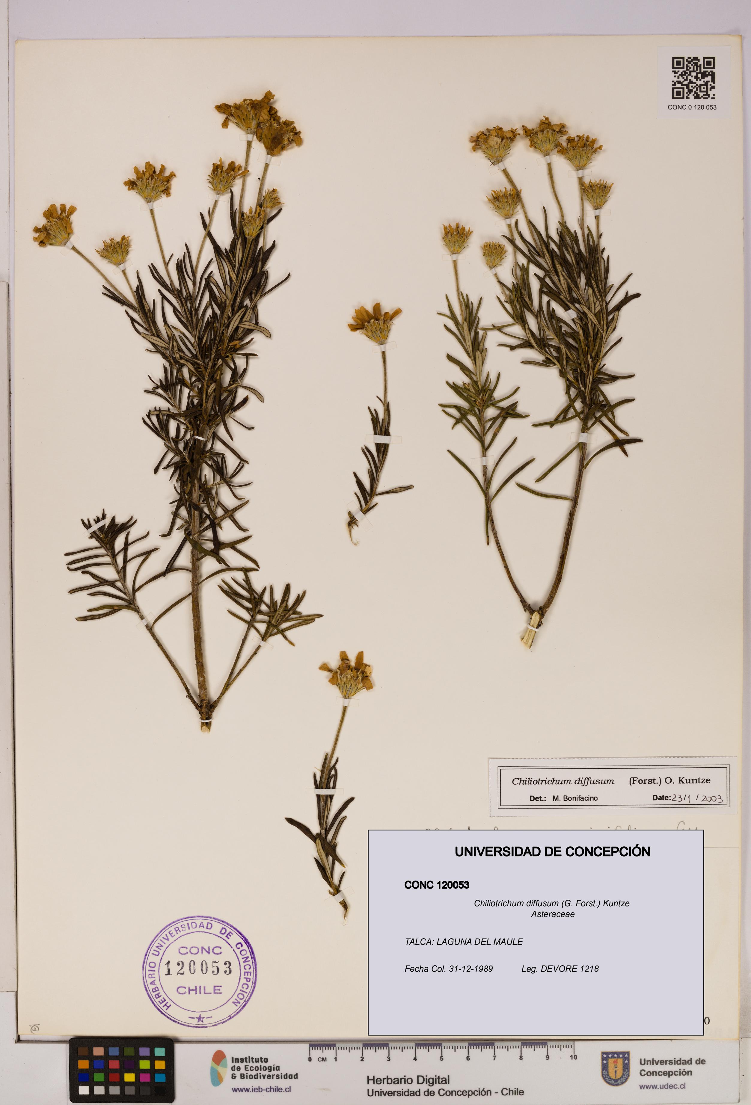 Chiliotrichum diffusum [Espécimen: UDEC:CONC:0120053]