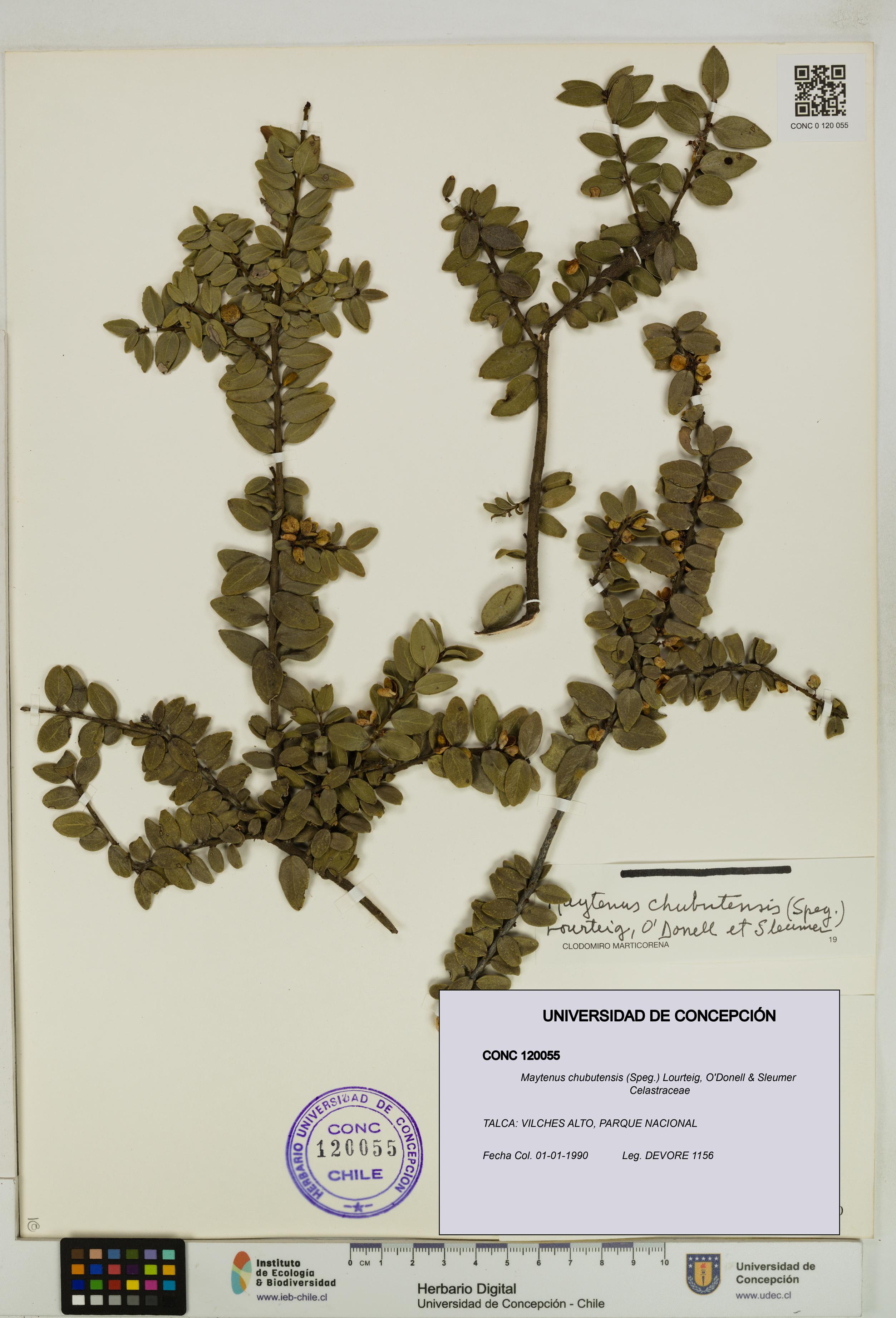 Maytenus chubutensis [Espécimen: UDEC:CONC:0120055]