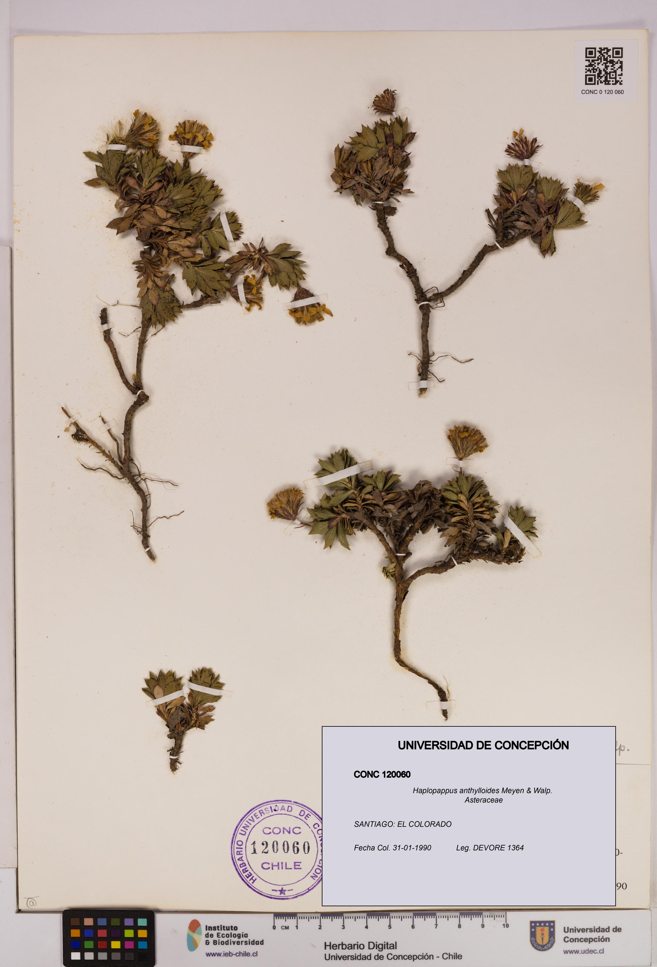 Haplopappus anthylloides [Espécimen: UDEC:CONC:0120060]