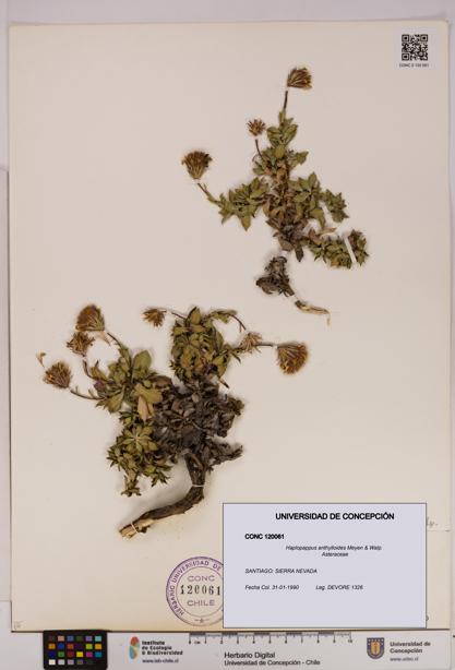 Haplopappus anthylloides [Espécimen: UDEC:CONC:0120061]