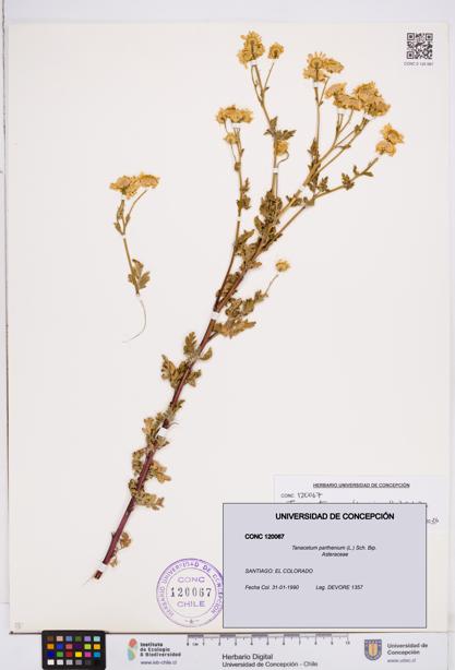 Tanacetum parthenium [Espécimen: ]