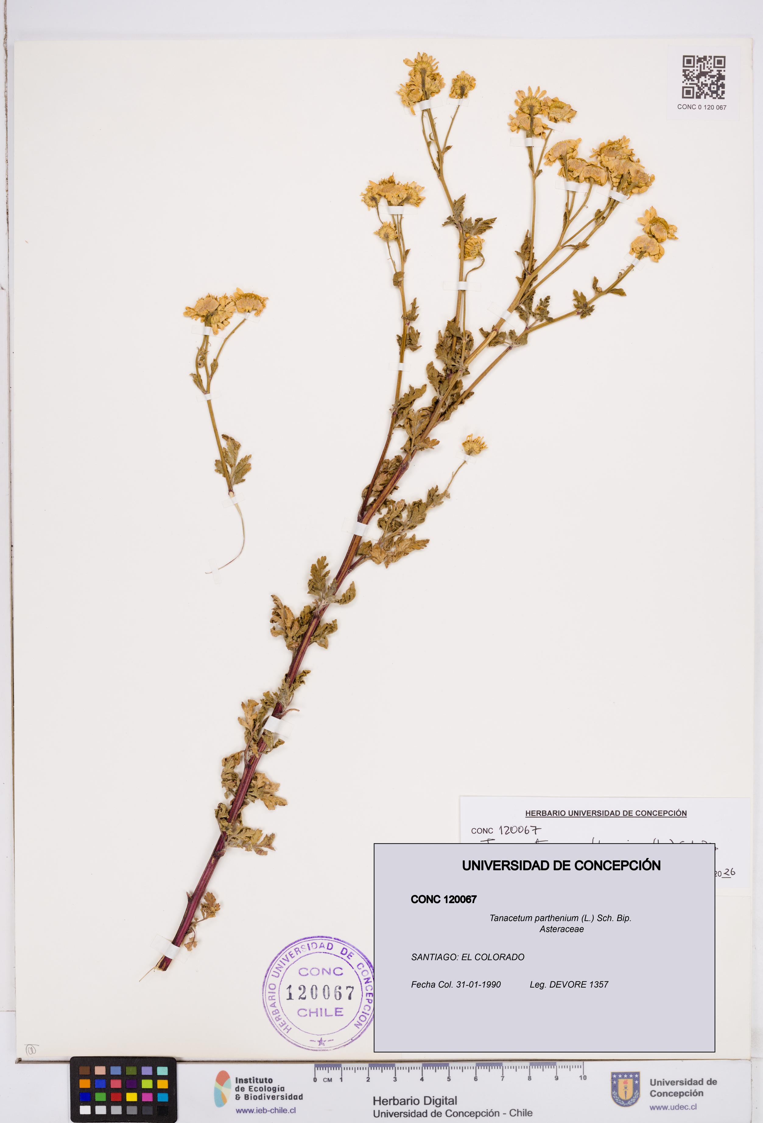 Tanacetum parthenium [Espécimen: ]