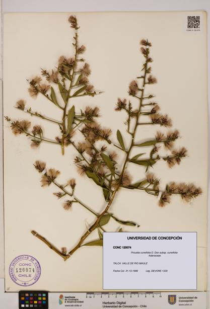 Proustia cuneifolia subsp. cuneifolia [Espécimen: UDEC:CONC:0120074]