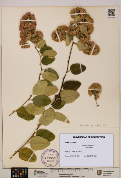 Proustia pyrifolia [Espécimen: UDEC:CONC:0120088]