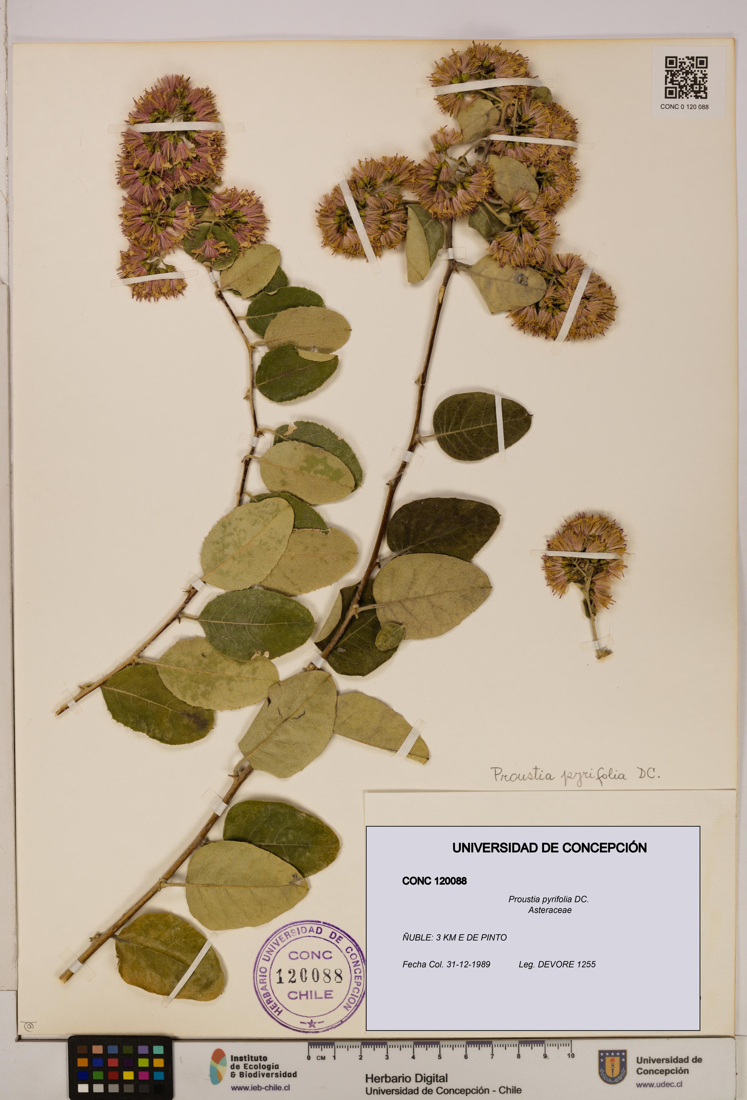 Proustia pyrifolia [Espécimen: UDEC:CONC:0120088]