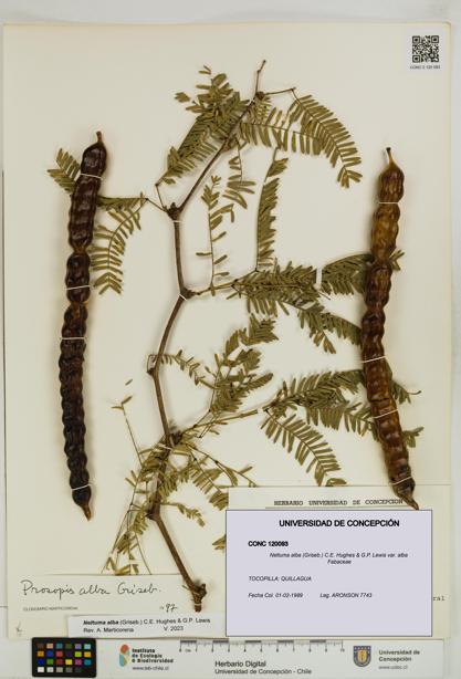 Neltuma alba var. alba [Espécimen: UDEC:CONC:0120093]