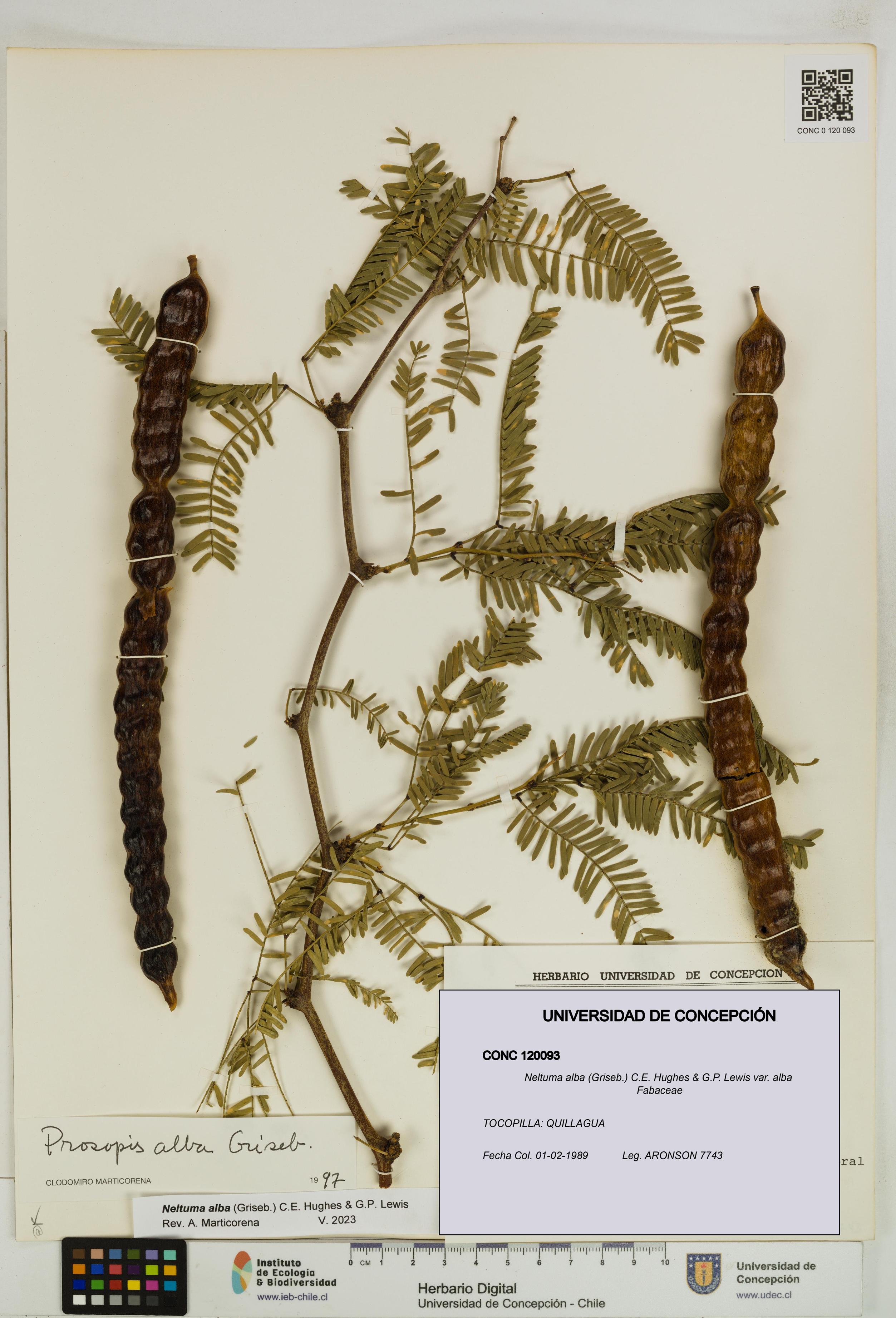 Neltuma alba var. alba [Espécimen: UDEC:CONC:0120093]