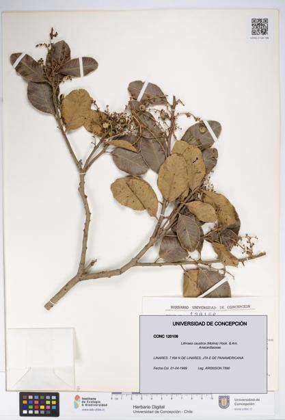 Lithraea caustica [Espécimen: UDEC:CONC:0120106]