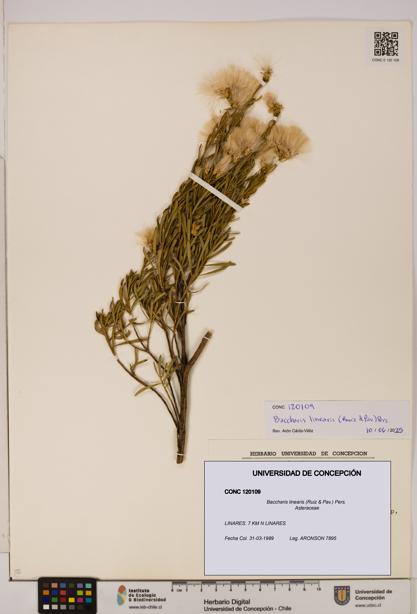 Baccharis linearis [Espécimen: UDEC:CONC:0120109]