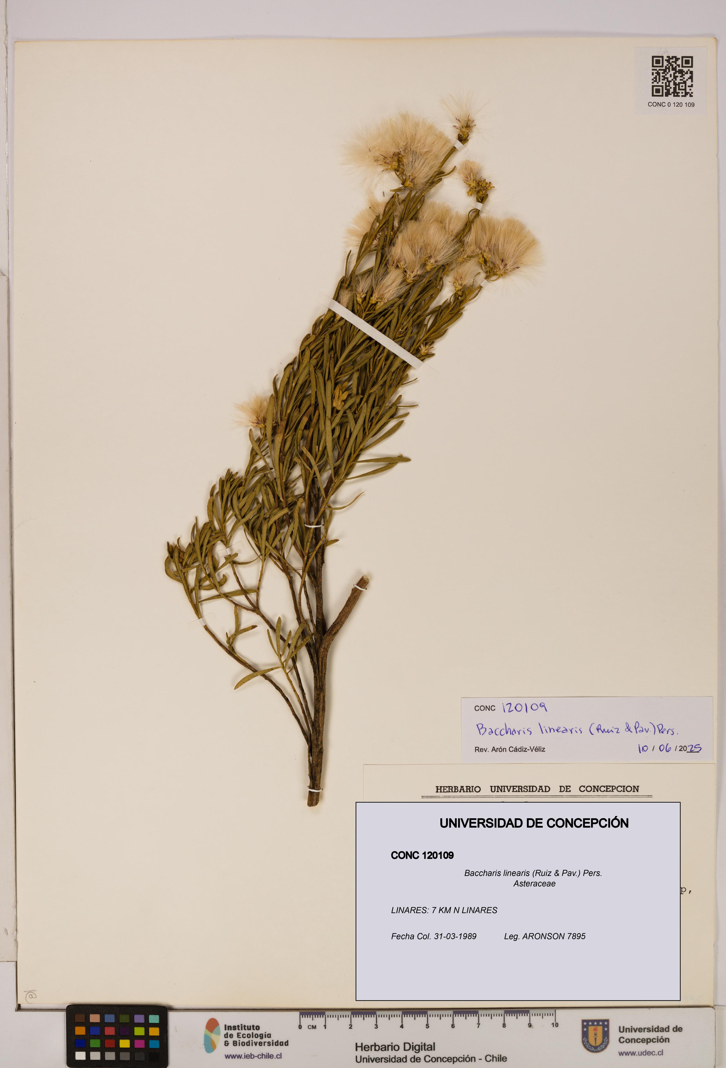 Baccharis linearis [Espécimen: UDEC:CONC:0120109]