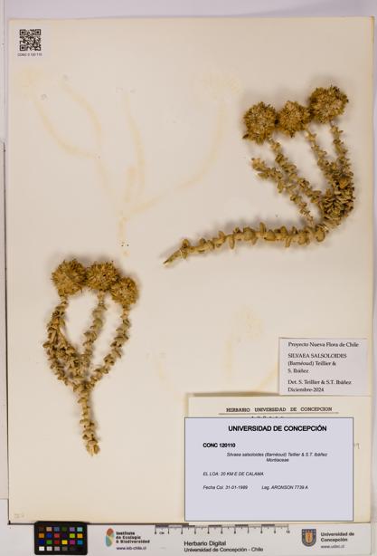 Silvaea salsoloides [Espécimen: UDEC:CONC:0120110]