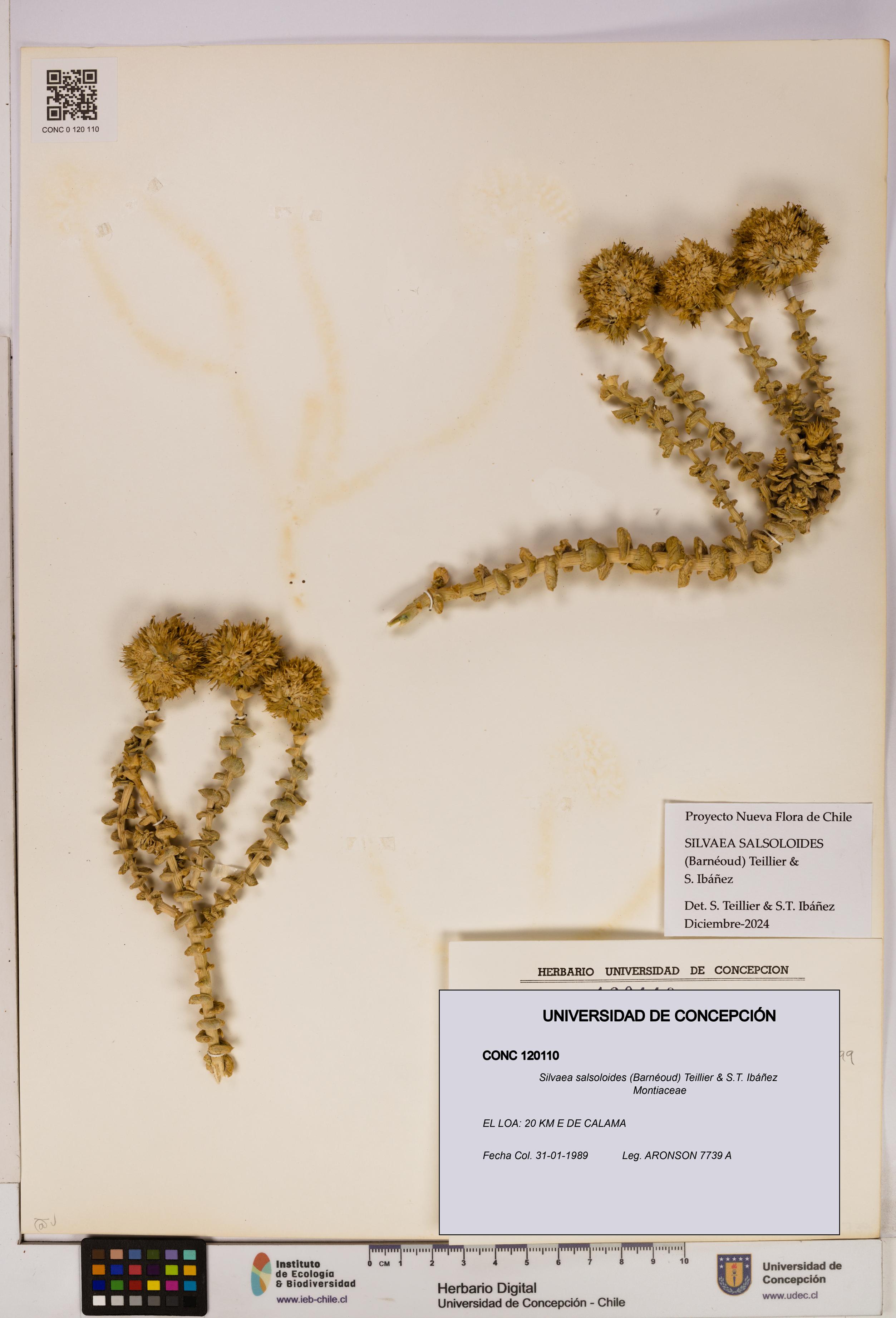 Silvaea salsoloides [Espécimen: UDEC:CONC:0120110]