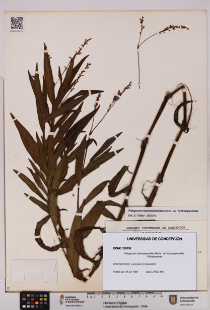 Polygonum hydropiperoides var. hydropiperoides [Espécimen: UDEC:CONC:0120116]
