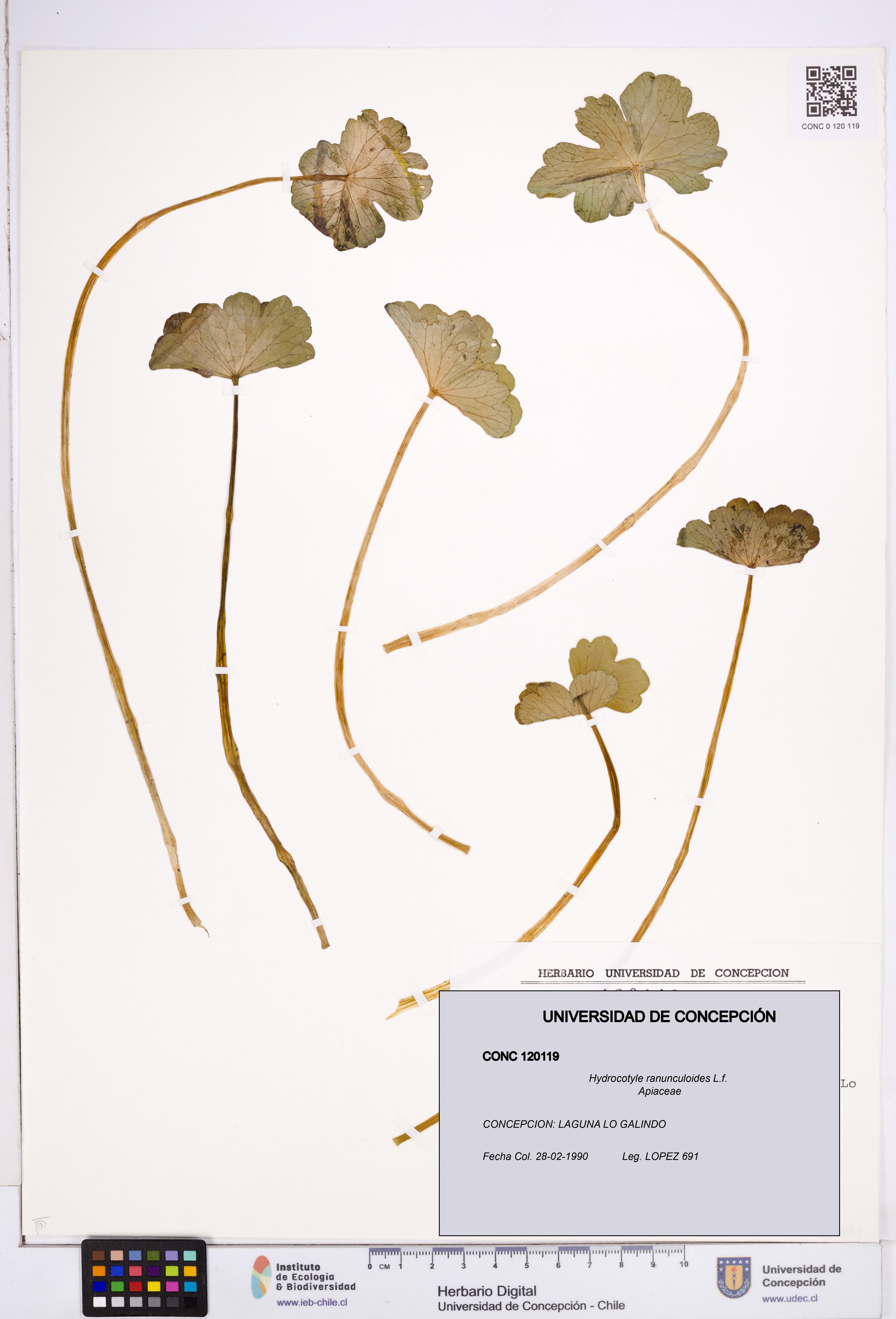Hydrocotyle ranunculoides [Espécimen: ]