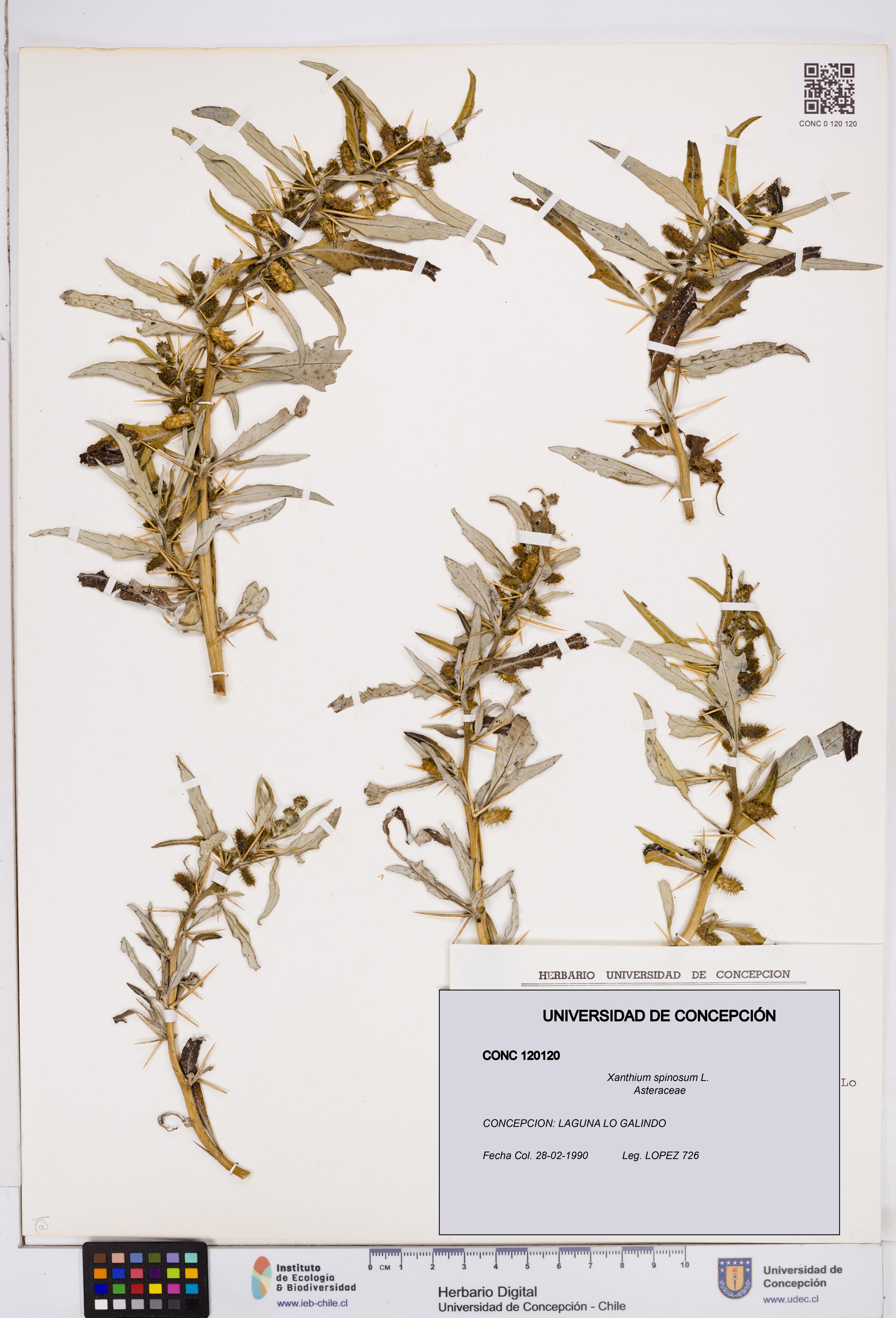 Xanthium spinosum [Espécimen: ]