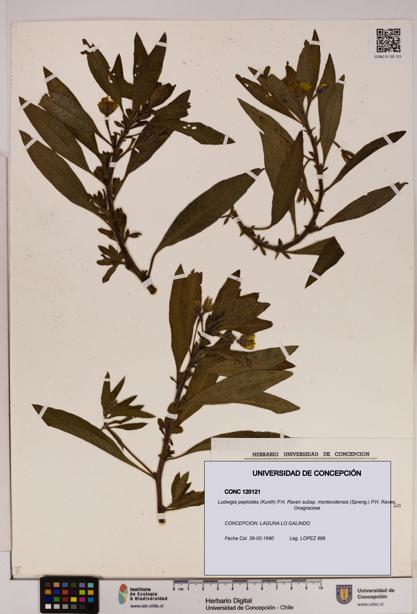 Ludwigia peploides [Espécimen: UDEC:CONC:0120121]