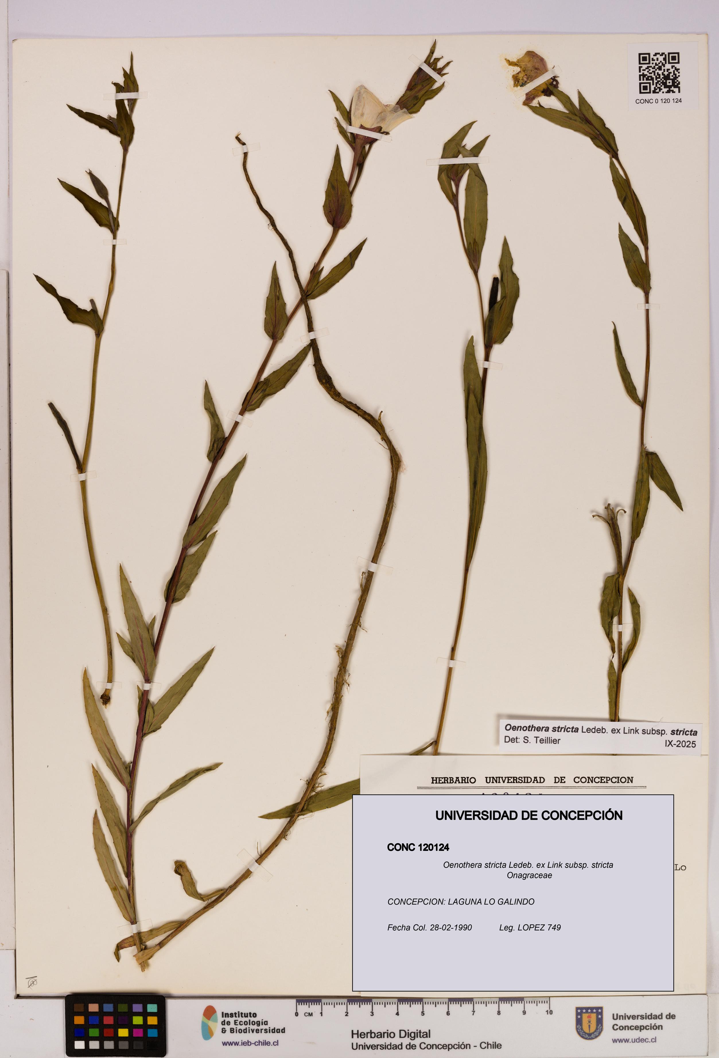 Oenothera stricta subsp. stricta [Espécimen: UDEC:CONC:0120124]