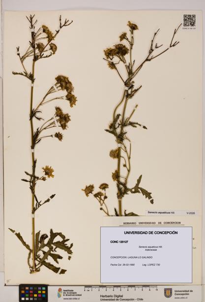 Senecio aquaticus [Espécimen: UDEC:CONC:0120127]