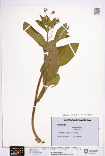 Borago officinalis [Espécimen: ]