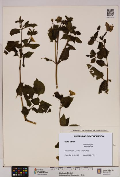 Mirabilis jalapa [Espécimen: UDEC:CONC:0120131]