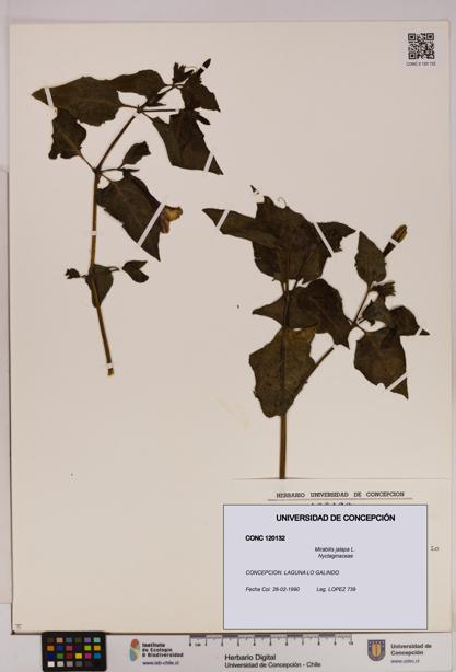 Mirabilis jalapa [Espécimen: UDEC:CONC:0120132]