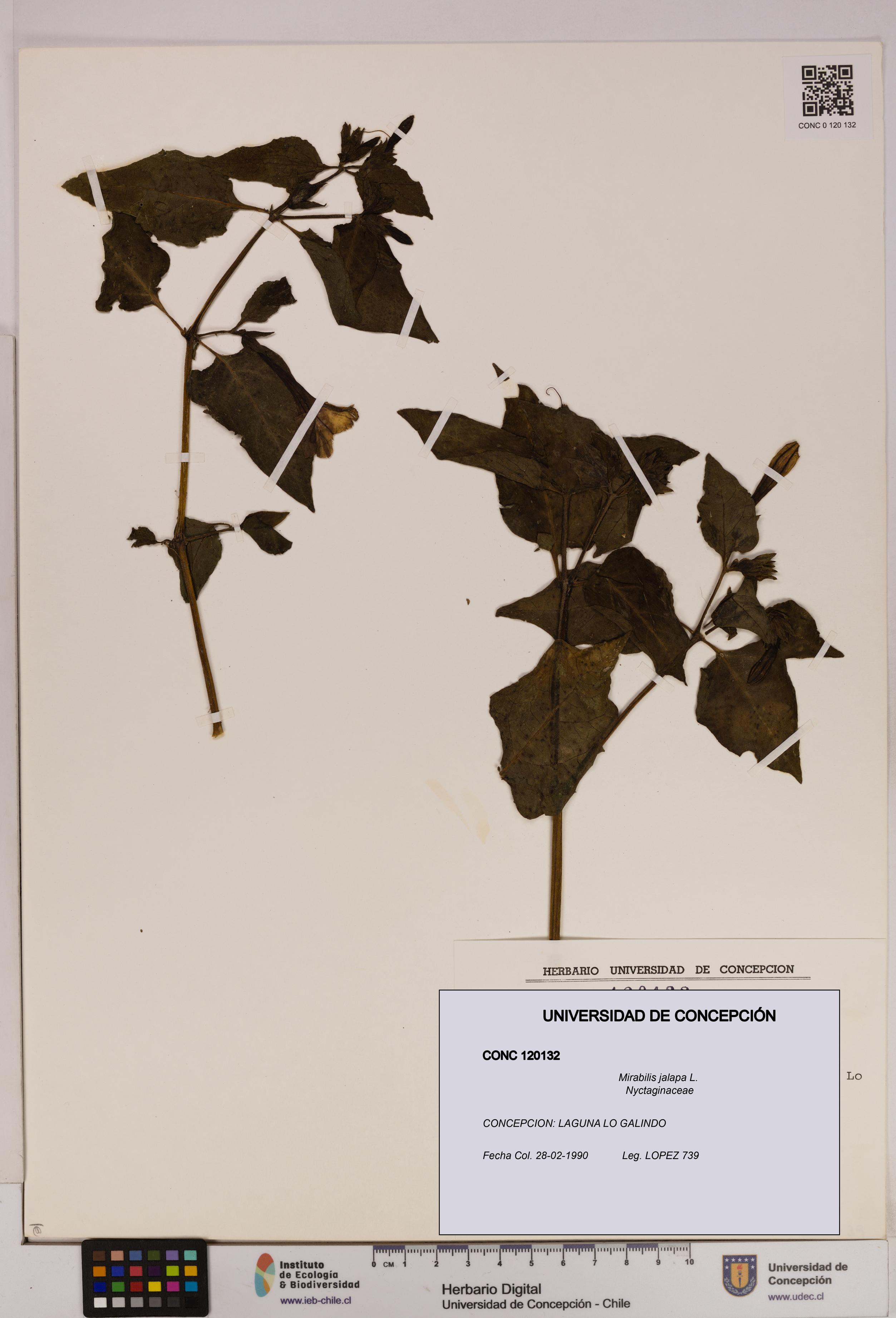 Mirabilis jalapa [Espécimen: UDEC:CONC:0120132]