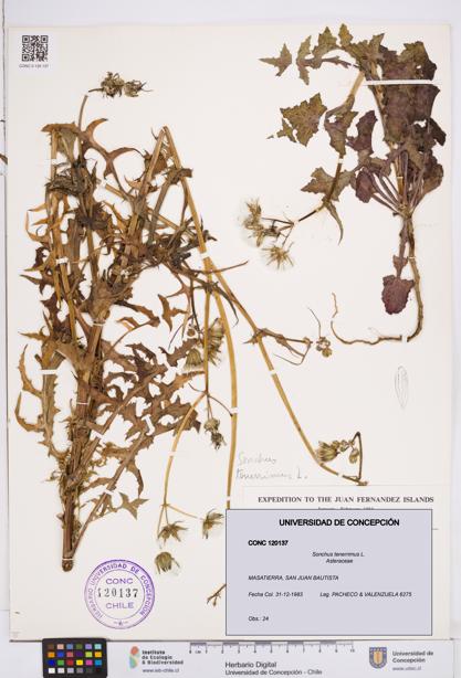 Sonchus tenerrimus [Espécimen: ]