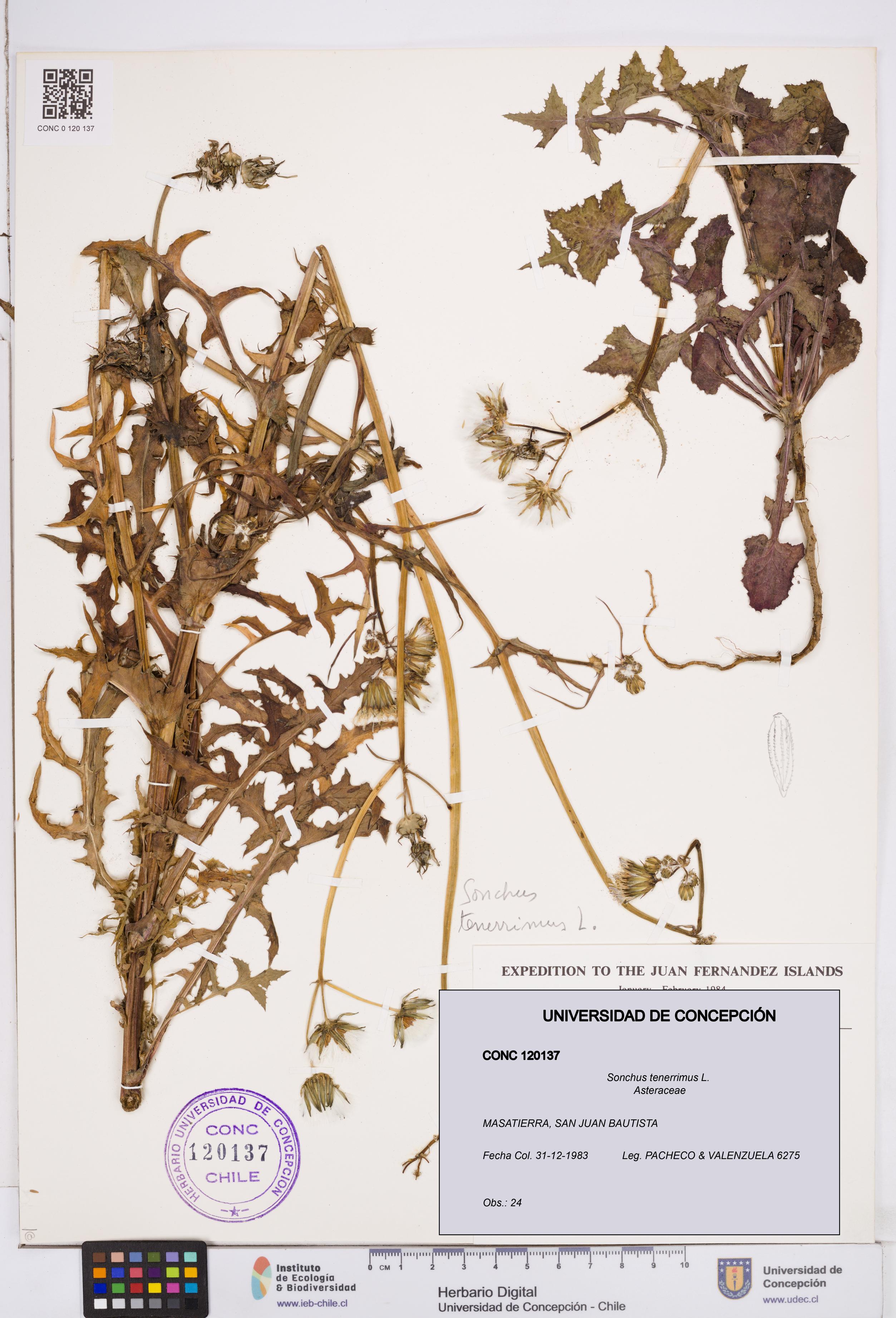 Sonchus tenerrimus [Espécimen: ]