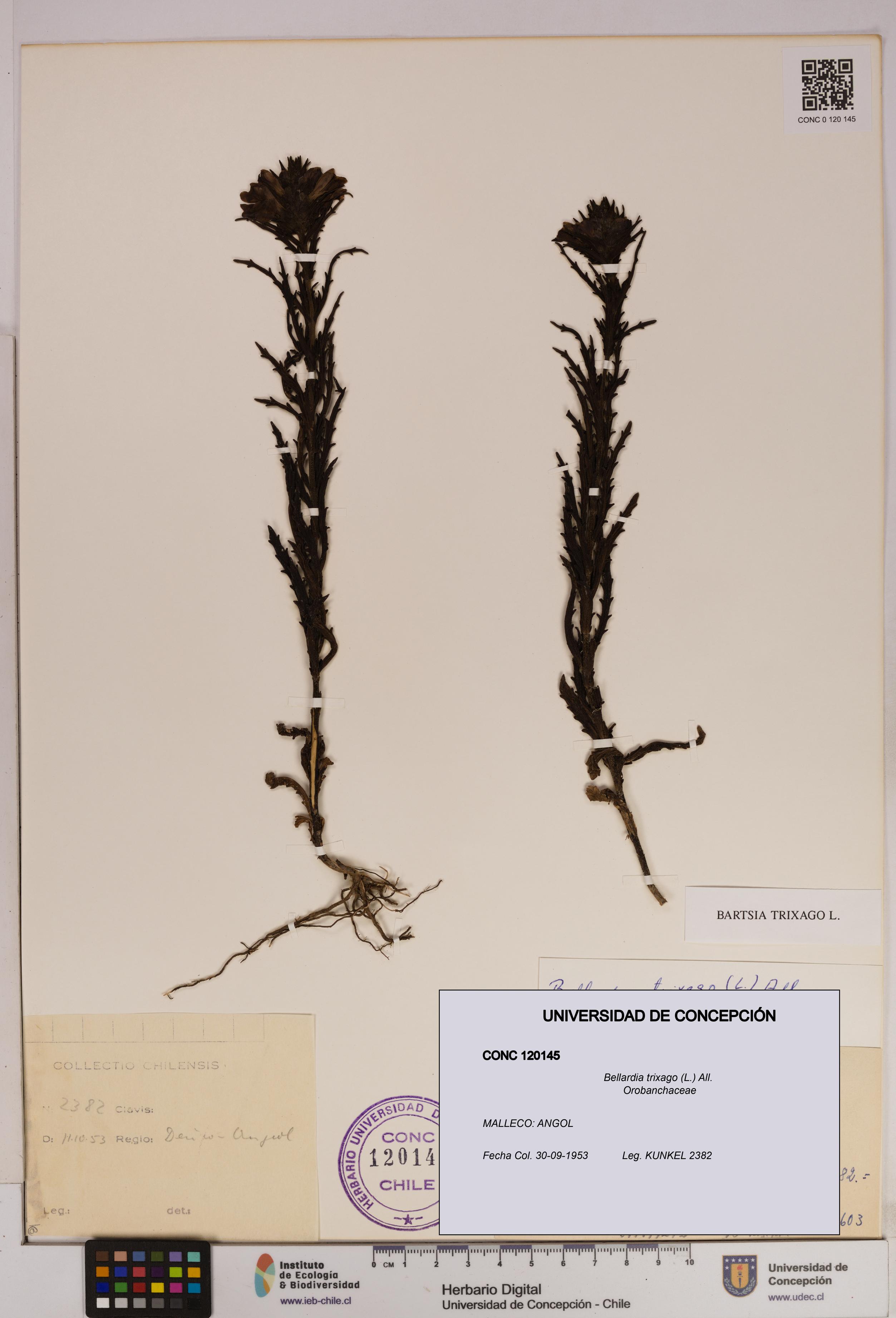 Bellardia trixago [Espécimen: UDEC:CONC:0120145]