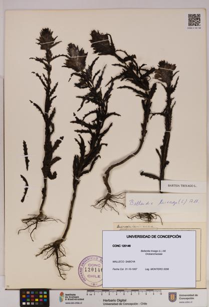 Bellardia trixago [Espécimen: UDEC:CONC:0120146]