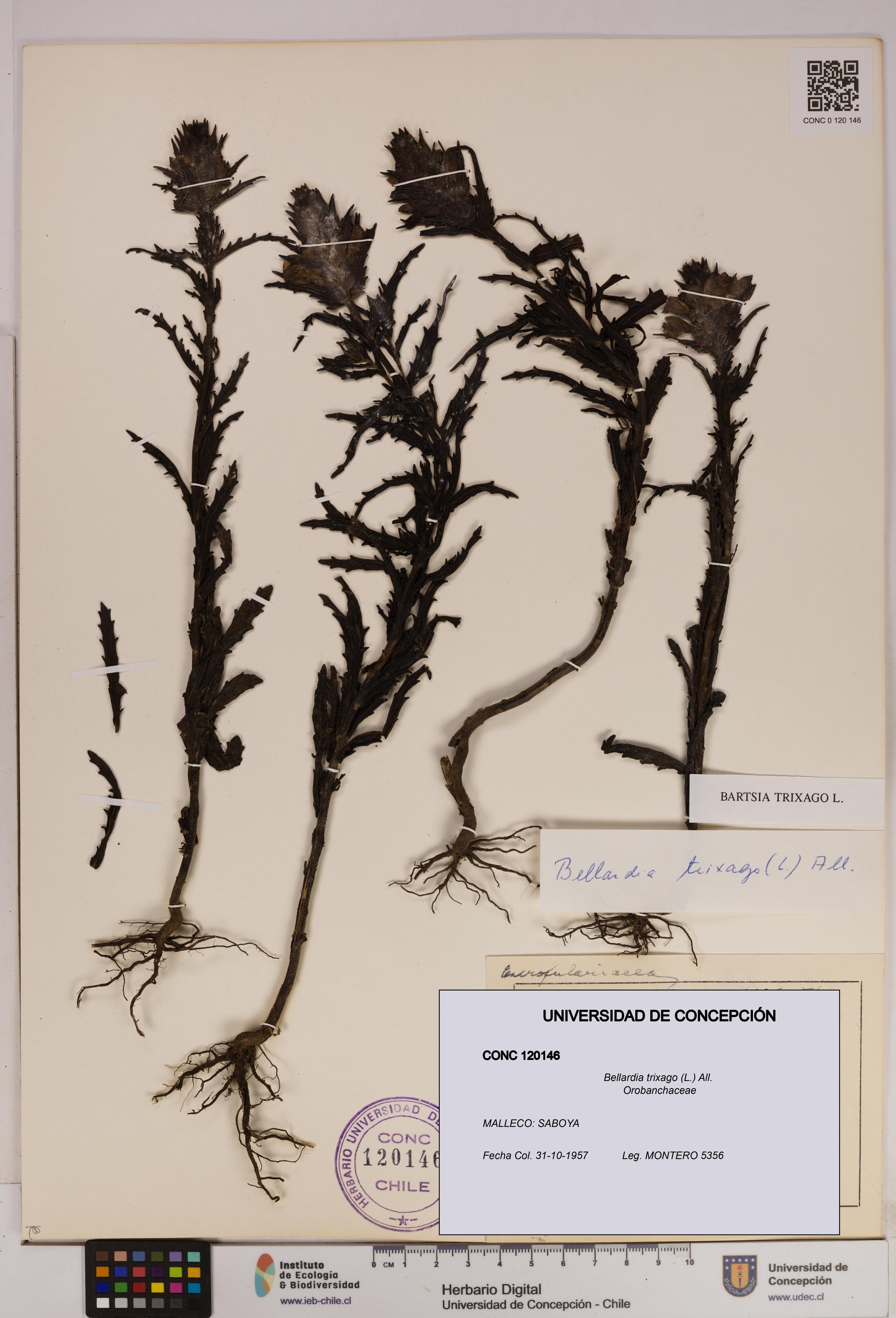 Bellardia trixago [Espécimen: UDEC:CONC:0120146]