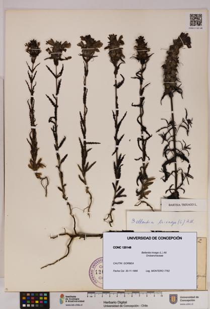 Bellardia trixago [Espécimen: UDEC:CONC:0120148]