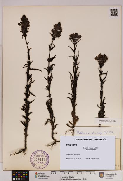 Bellardia trixago [Espécimen: UDEC:CONC:0120149]