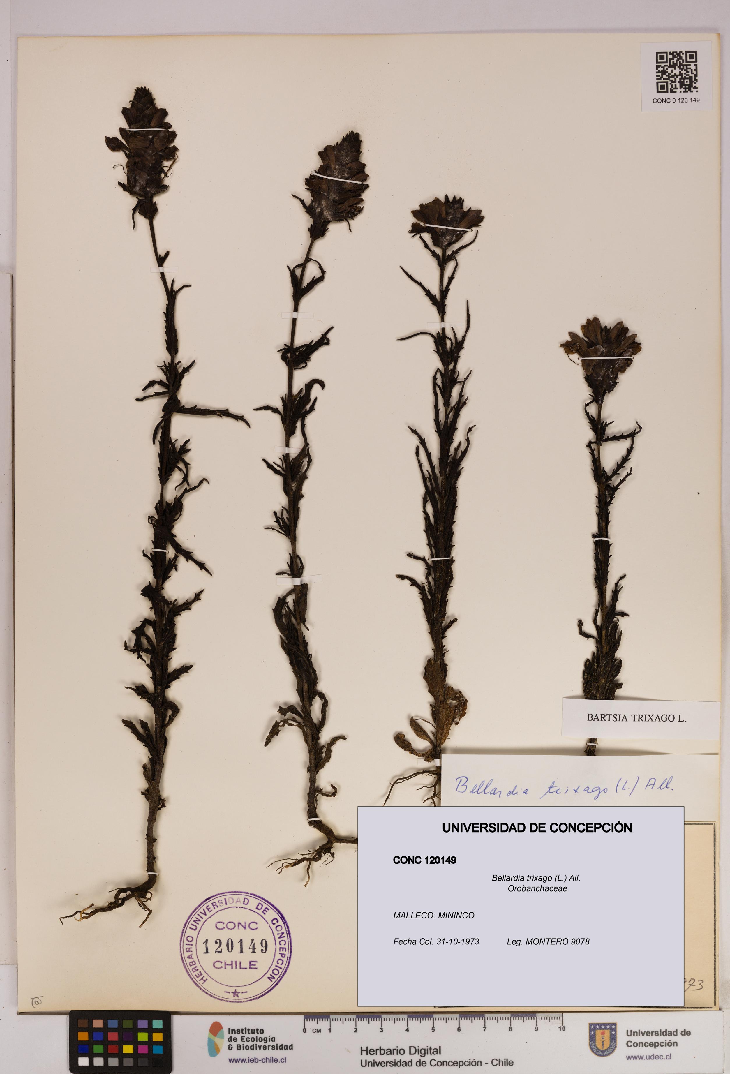 Bellardia trixago [Espécimen: UDEC:CONC:0120149]