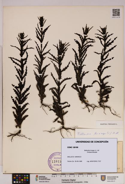 Bellardia trixago [Espécimen: UDEC:CONC:0120150]
