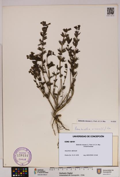 Bellardia viscosa [Espécimen: UDEC:CONC:0120151]