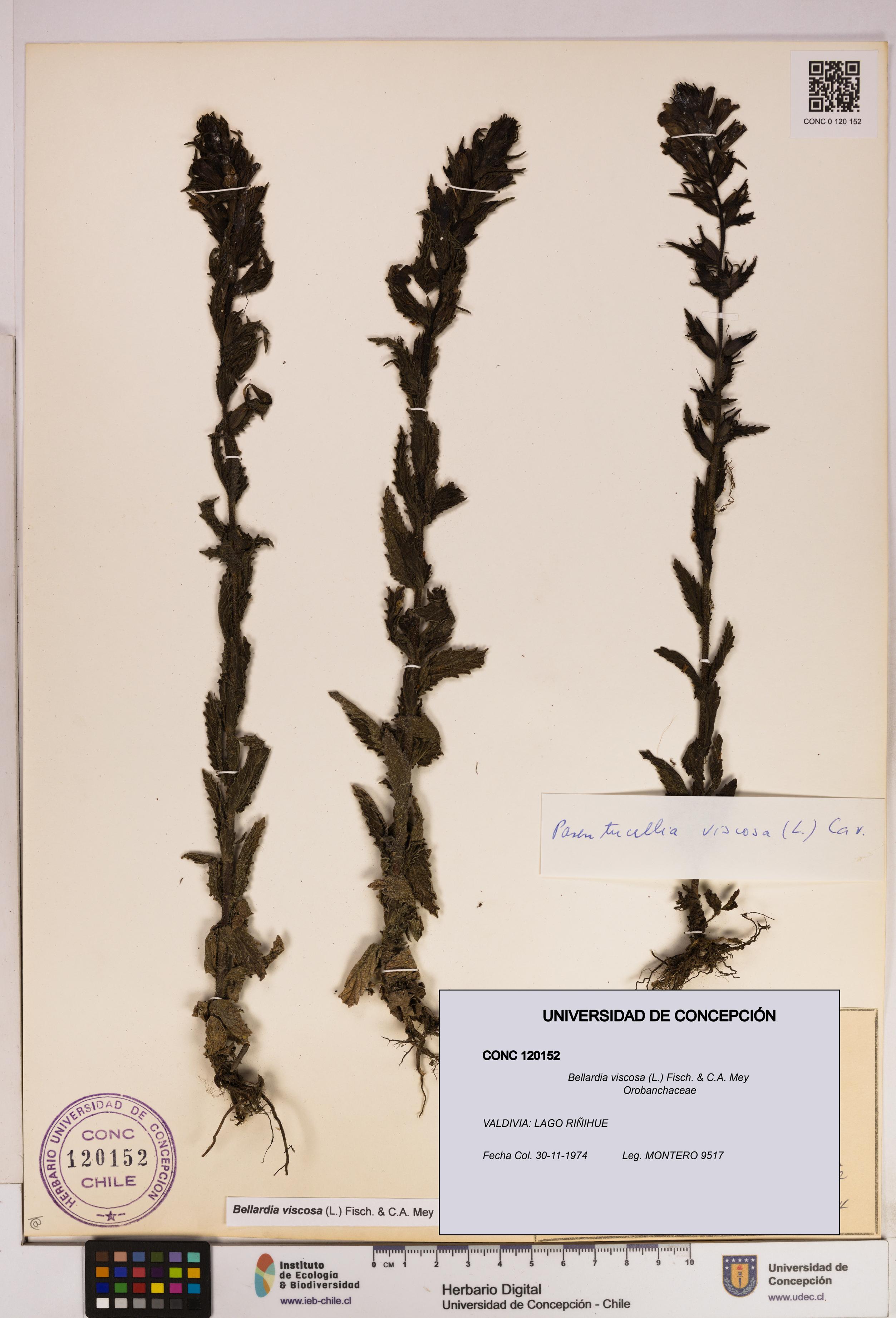 Bellardia viscosa [Espécimen: UDEC:CONC:0120152]