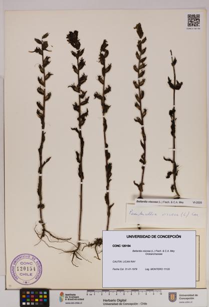 Bellardia viscosa [Espécimen: UDEC:CONC:0120154]