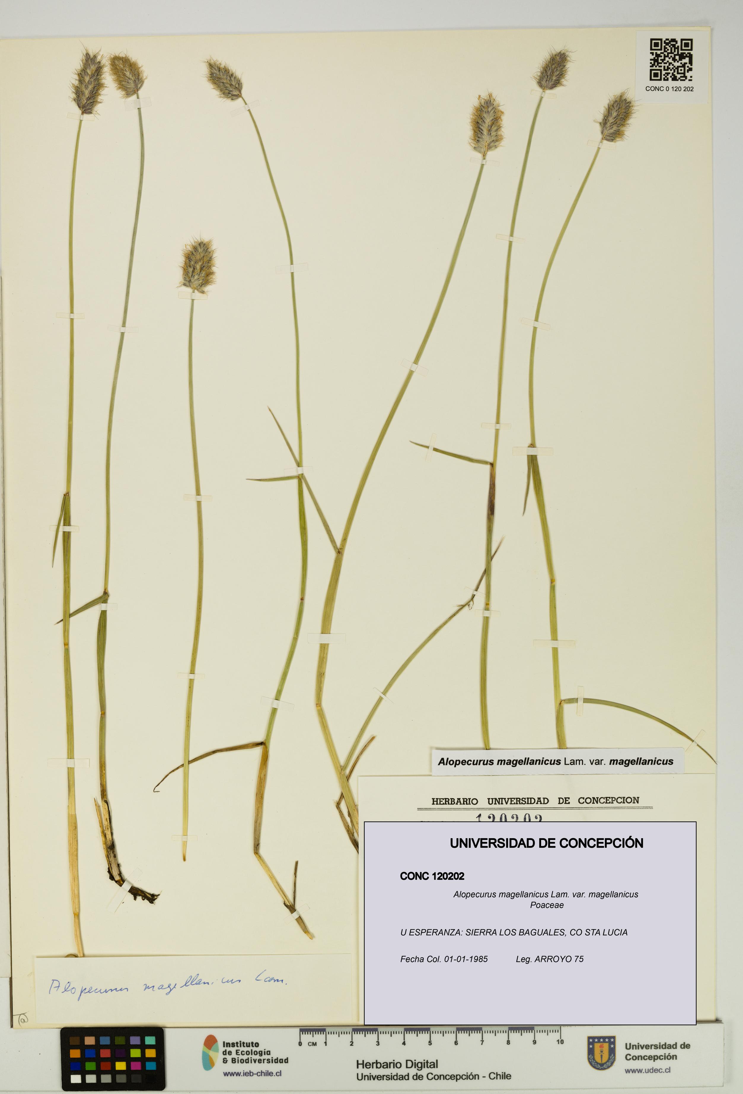 Alopecurus magellanicus var. magellanicus [Espécimen: UDEC:CONC:0120202]