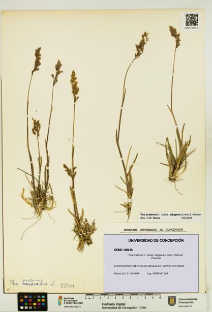 Poa pratensis [Espécimen: UDEC:CONC:0120213]