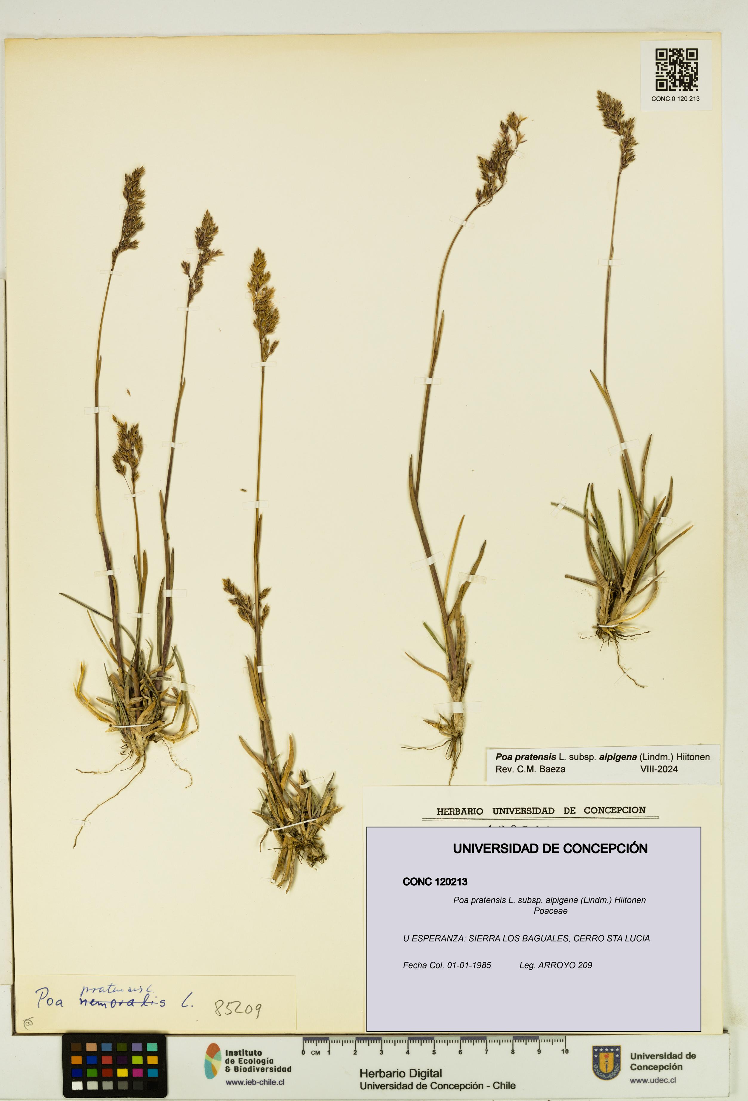 Poa pratensis [Espécimen: UDEC:CONC:0120213]