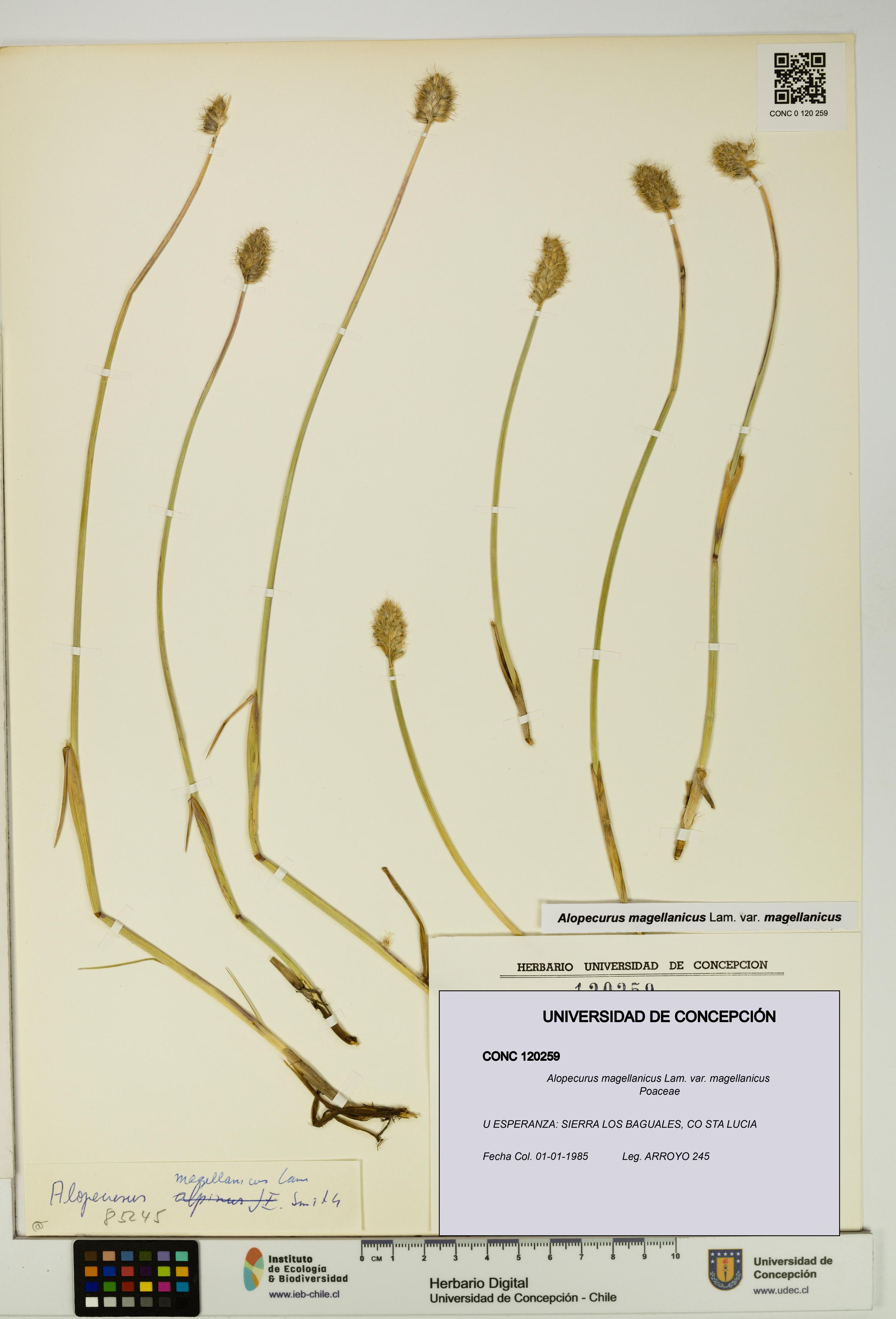 Alopecurus magellanicus var. magellanicus [Espécimen: UDEC:CONC:0120259]