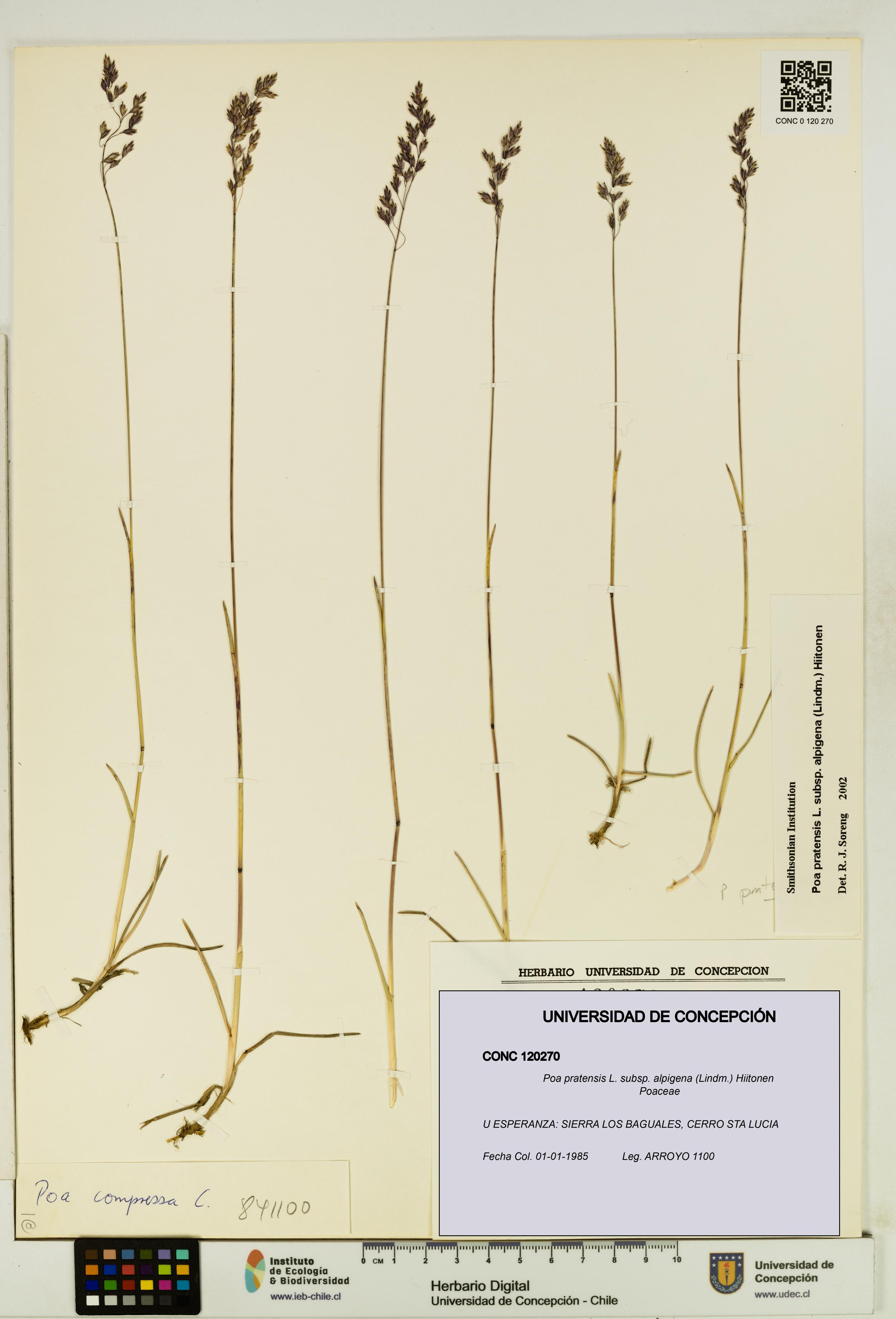 Poa pratensis [Espécimen: UDEC:CONC:0120270]
