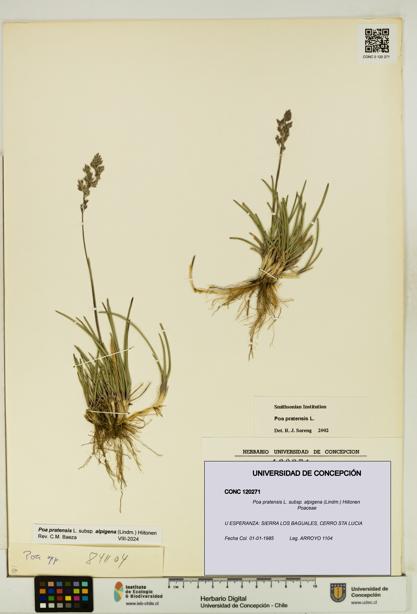 Poa pratensis [Espécimen: UDEC:CONC:0120271]